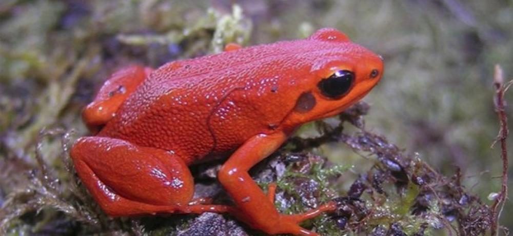 Rana Roja de Madagascar