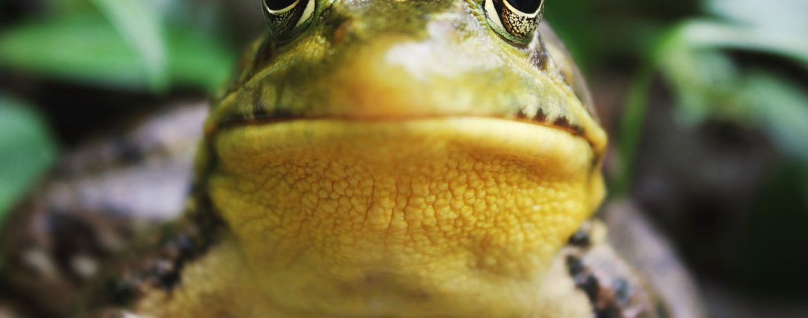 ranas carnívoras